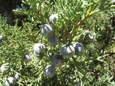 Juniperus seravschanica Kom. Можжевельник зеравшанский — Planta Medica