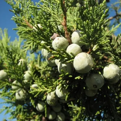 Семена Можжевельник высокий древовидный семена в ягодах 5 ягод - 35 ШТ  семян | AliExpress