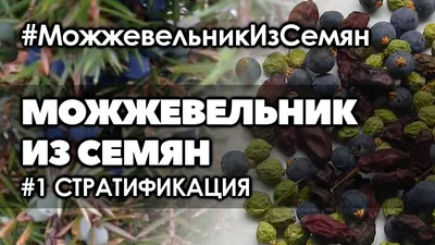 Купить семена Можжевельника в нашем магазине по Лучшей цене