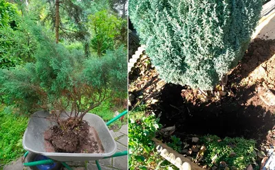 Juniperus seravschanica Kom. Можжевельник зеравшанский — Planta Medica