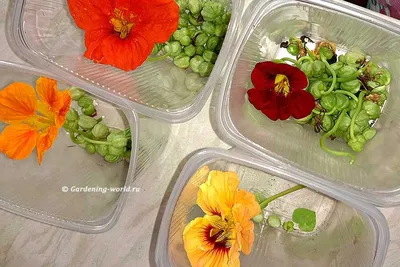 Как и когда собирать семена настурции — следуйте 4 правилам, чтобы получить  бесплатный яркий цветник | Дача - это маленькая жизнь | Дзен