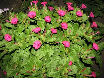 Ночная красавица - выращивание из семян, когда сажать, как правильно  ухаживать за растением