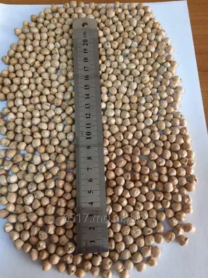Нут семена для выращивания микрозелени - купить с доставкой по выгодным  ценам в интернет-магазине OZON (920668470)