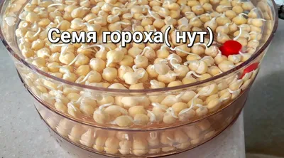 Купить Семена Нута в Украине, Посевной нут лучшая цена, урожайные сорта |  Агроэксперт-Трейд