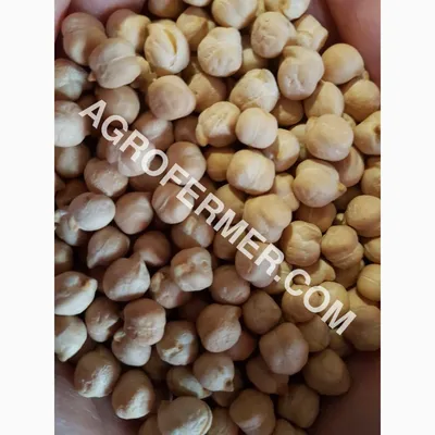 Продам: семена нута крупноплод, 1000 шт./484гр. в Молдавии