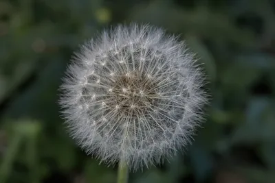 Природная икебана... Семена одуванчика... :: Надежда Куркина – Социальная  сеть ФотоКто
