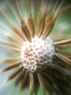 Головка семян одуванчика, крупный план :: Стоковая фотография :: Pixel-Shot  Studio