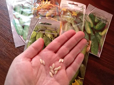 Чем обработать семена огурцов перед посевом | Виктория Радзевская - Дачные  секреты | Дзен