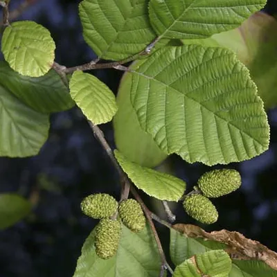 Ольха(Alnus),дерево ольха, древесина ольхи