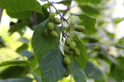 Семена ольхи клейкой / Alnus glutinosa, ТМ OGOROD - 0,5 грамм купить  недорого в интернет-магазине семян OGOROD.ua