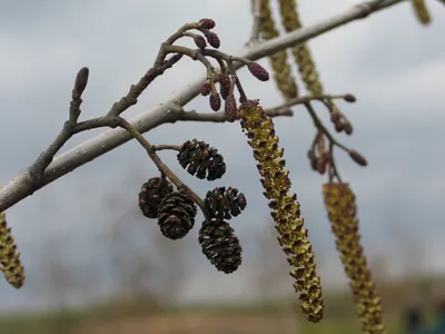 Ольха серая - Ольха белая - Елоха - (лат. Alnus incana) СЕМЕНА 55шт +  подарочные семена | AliExpress