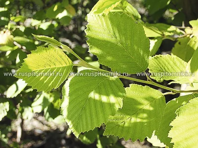 Ольха черная (Alnus glutinosa ) 200-300 см, ком купить за 9 500 руб./шт. в  Санкт-Петербурге от компании \"Вилла-планта (садовый центр и питомник  растений, ландшафтное бюро)\"