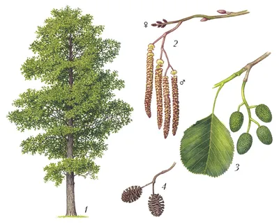 Ольха серая, alnus incana