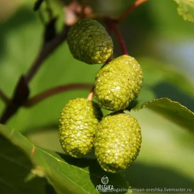 Ольха черная, Ольха клейкая, Ольха европейская, купить в Ростове, Alnus  glutinosa, Деревья лиственные в контейнерах Купить растения в  Ростове-на-Дону, Интернет-магазин, питомник растений, хвойные и лиственные,  уличные, плодовые и декоративные деревья и ...