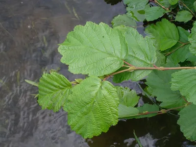 Ольха черная, alnus glutinosa