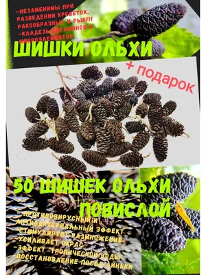 Шишки ольхи , семена ольхи, ольха черная: 200 грн. - Продукты питания /  напитки Сумы на Olx