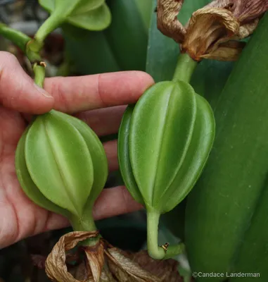 Семена Орхидеи Фаленопсис Фото фото