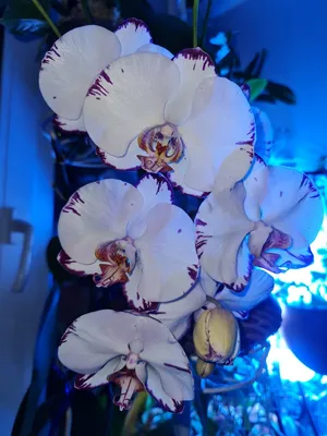 Как получить семена орхидеи самому дома | Олесечкины сказки | Дзен
