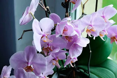 как вырастить орхидею из семян дома? как орхидеи размножать семенами? -  YouTube