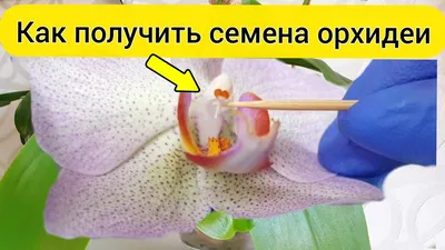Орхидея Фаленопсис - основные правила ухода - Мир Садоводства