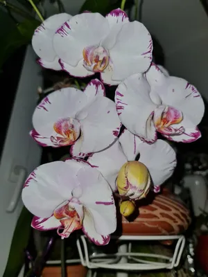Размножение орхидей семенами || Опыление орхидеи дома - YouTube