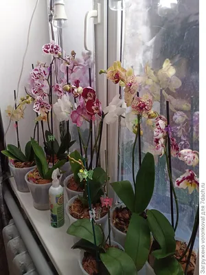 Орхидея Фаленопсис Микс 1 ветка d12 купить с доставкой в МЕГАСТРОЙ Россия