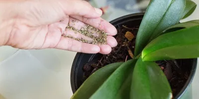 Как правильно выращивать орхидеи из семян в домашних условиях