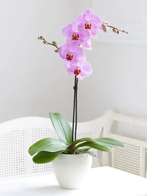 Орхидея Фаленопсис Сезам (Phalaenopsis Sesame)