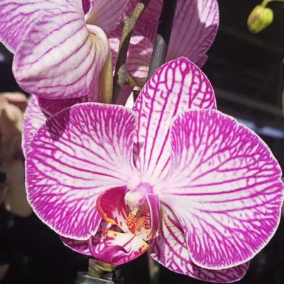 Купить фиолетовые орхидеи Фаленопсис в подвесном кокосовом горшке -  Stekjesbrief.NL