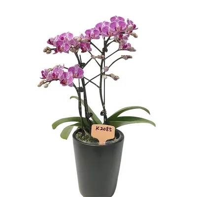 Орхидея \"Фаленопсис\" (в пластиковом транспортировочном горшке, под стеклом)  купить в Таразе по низкой цене