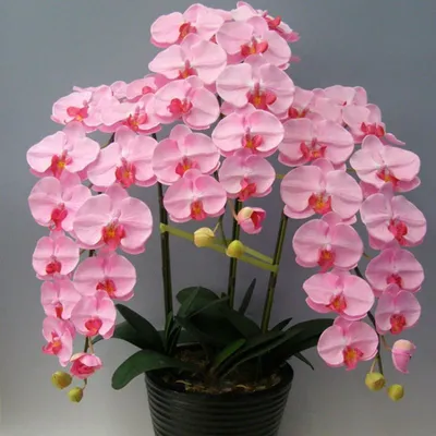 Орхидея Фаленопсис - «✿ ❀ Любимый цветок в моем доме, который создаёт  ощущение домашнего сада и радует частым цветением. ❀✿ » | отзывы