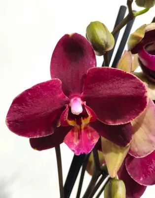 Четыре способа размножения орхидей дома | Agro-Market