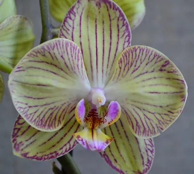 Купить орхидею фаленопсис или дендробиум - радость для любителя цветов