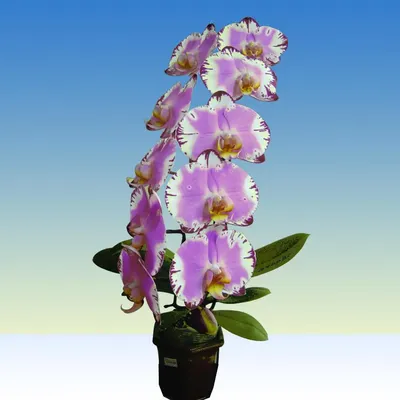 Орхидея Фаленопсис - удивительный цветок. Особенности посадки, ухода и  размножения. Фото