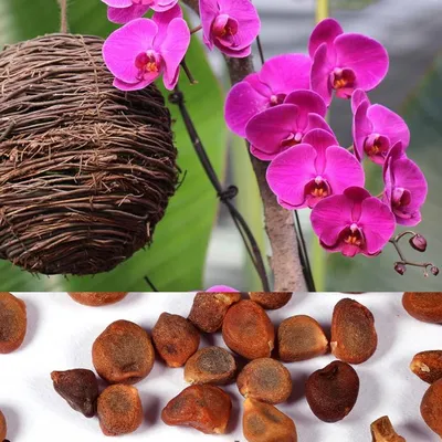 Как получить семена орхидеи в домашних условиях? | выращивание, уход,  размножение растений