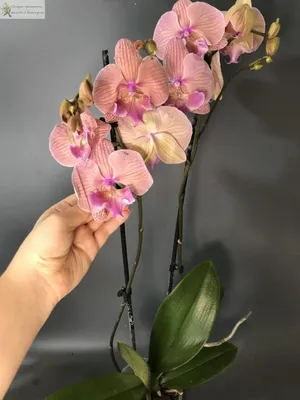 Искусственные орхидеи фаленопсис в вазе – заказать на Ярмарке Мастеров –  L51SUBY | Композиции, Таганрог