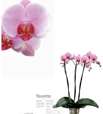 Размножение орхидеи Фаленопсис в домашних условиях - Дачная помощь