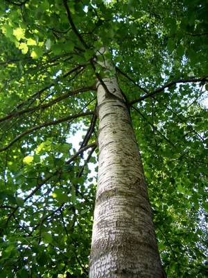 Саженцы Осины обыкновенной (Populus tremula) заказать по почте в питомнике  DREVO •1581688748