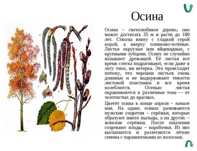 Осина - проклятое дерево вампир или универсальная природная целительница |  РЕЦЕПТЫ_РАЗНОСОЛЫ | Дзен