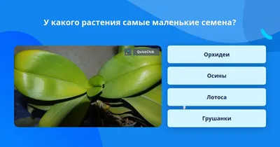 ОСИНА /О правилах сбора, нюансах заготовки и приготовлении полезных настоев  / Аптека под ногами - YouTube