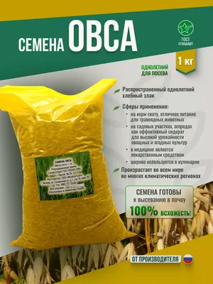 Продажа - семена овса сорт Медведь Элита