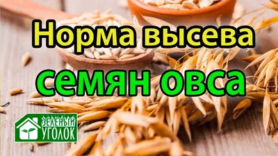 Текстурируйте семена овса, зерна овса предпосылку, взгляд сверху Стоковое  Изображение - изображение насчитывающей органическо, завод: 128093091