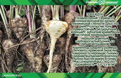 Камо семена пастернака (ID#199207156), купить на Prom.ua