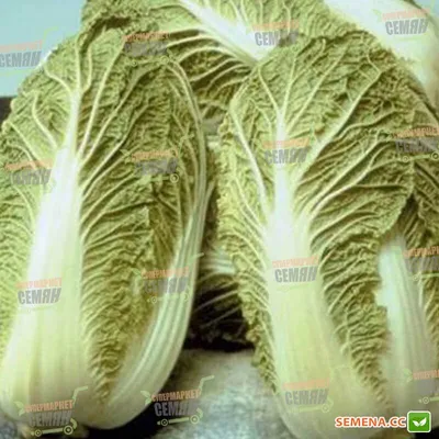 Семена Маноко F1 капуста пекинская Bejo купить, цена в интернет-магазине  Супермаркет Семян