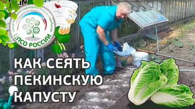 🥬 Как посеять капусту пекинскую в грунт. Сажаем пекинскую капусту. -  YouTube