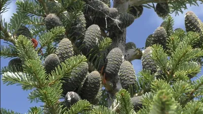 ИСПАНСКАЯ ПИХТА (ABIES PINSAPO): купить саженцы испанской пихты (abies  pinsapo) почтой | PLOD.UA