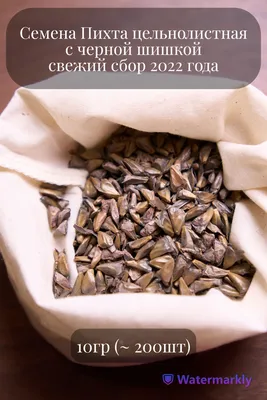 Семена Пихты сибирской (Аbies sibirica) | AliExpress