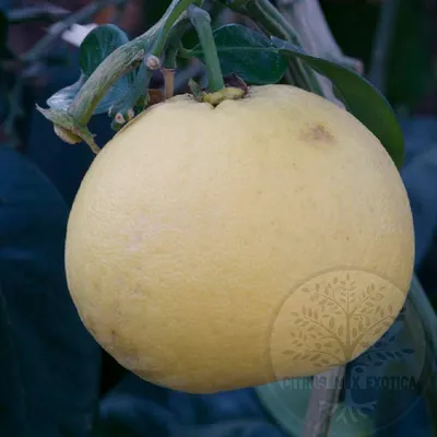 Как прорастить лимон или любые цитрусовые семена быстрее | Вишневое утро |  Дзен