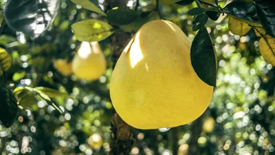 https://dzen.ru/media/citrustlt/kupil-pomelo-popalis-semena-chto-s-nimi-delat-6030b87abd729c71d14c5f41