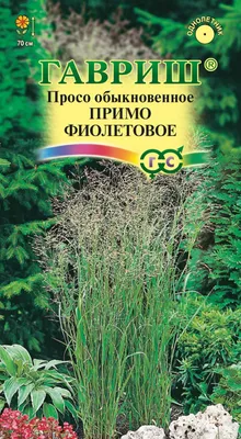 Различные травы, Просо злаковых и травянистых растений - купить по выгодным  ценам в интернет-магазине OZON (919750478)